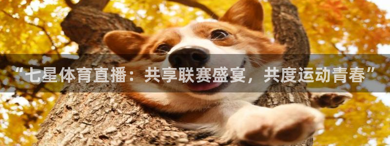 说球帝直播nba：“七星体育直播：共享联赛盛宴，共度运动青春”