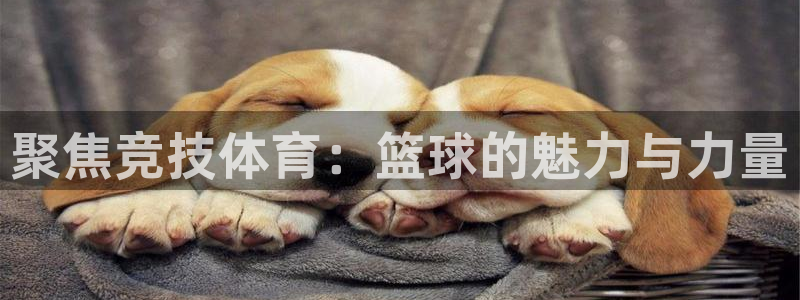 说球帝球赛在线直播：聚焦竞技体育：篮球的魅力与力量
